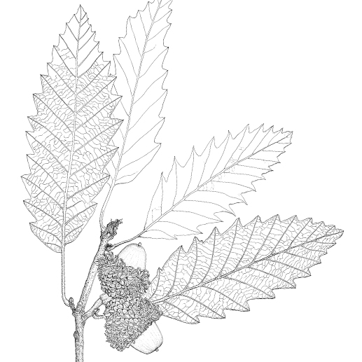 Quercus castaneifolia